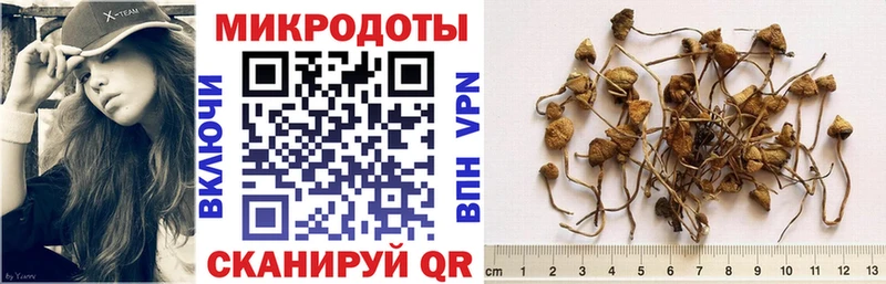Галлюциногенные грибы Cubensis Кирсанов